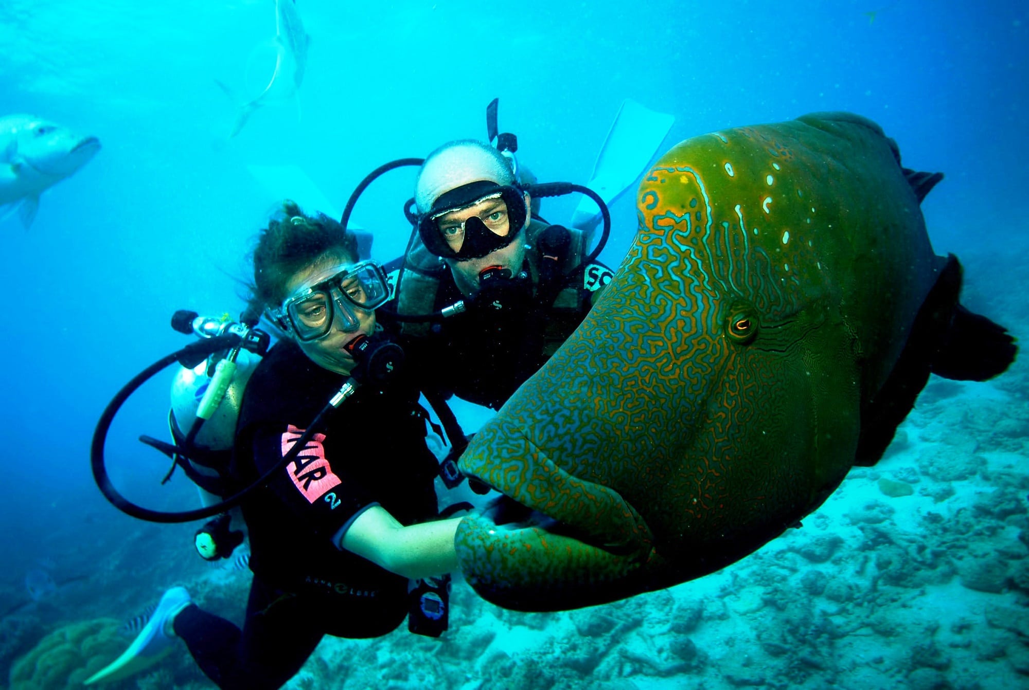 great barrier reef diving