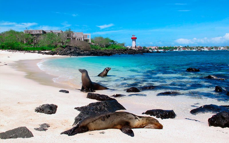 Galapagos Seal