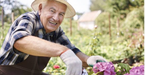 old man gardening