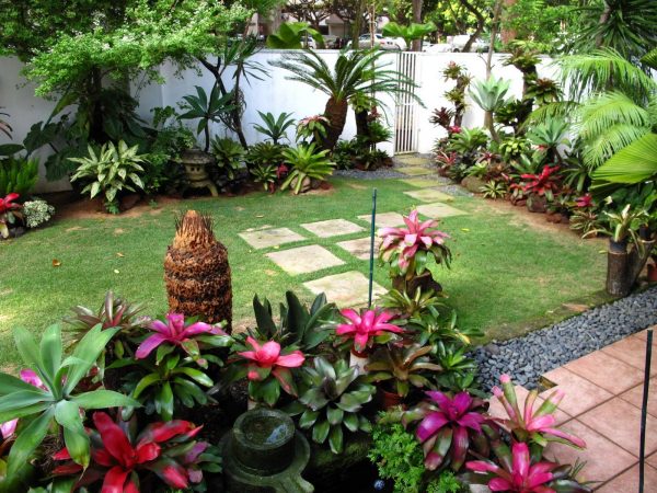 bromeliad garden